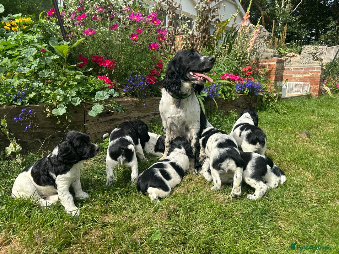 English Springer Spaniel dogs for sale: English Springer Spaniel Puppies for Sale - Image 1