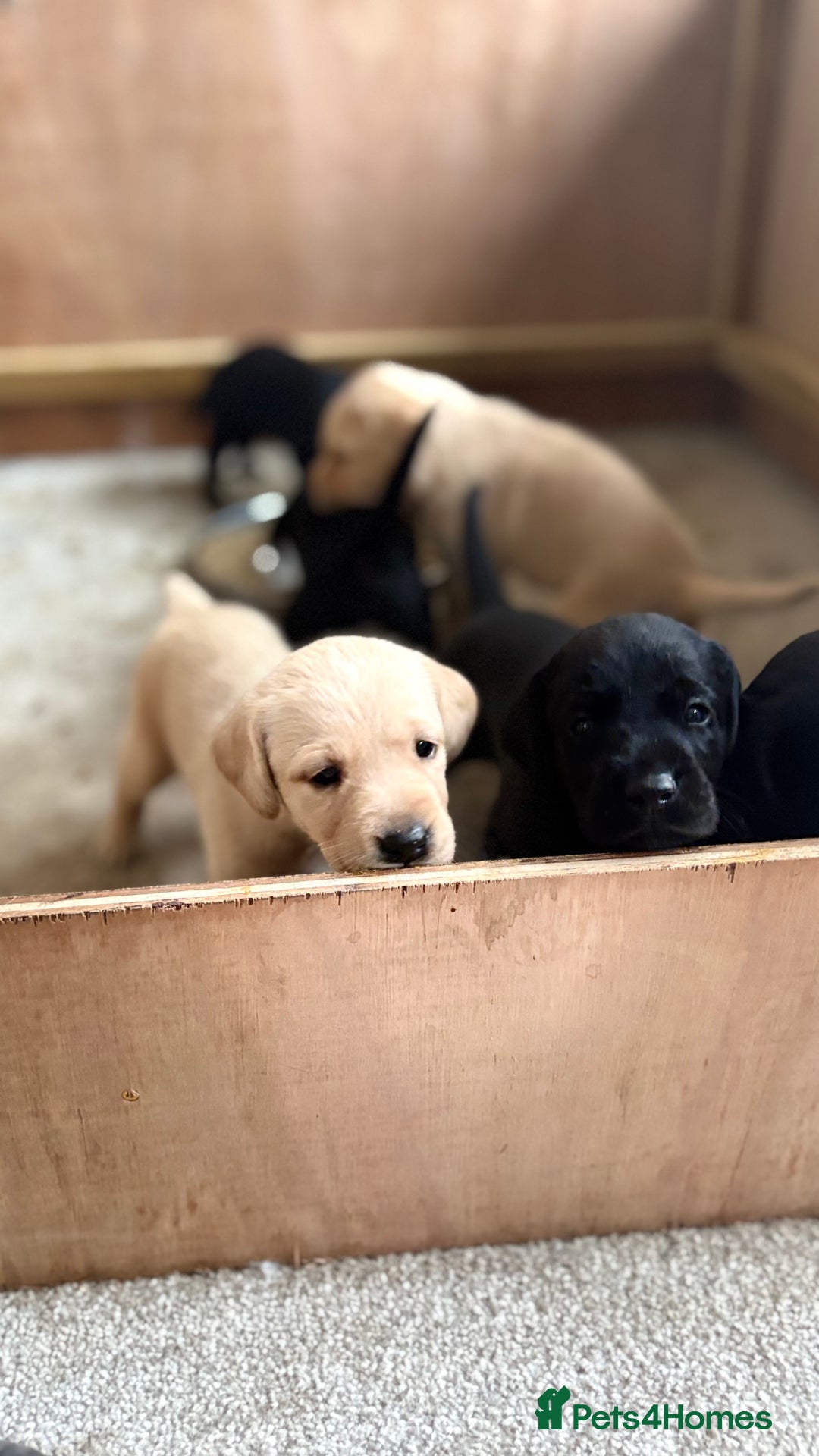 Labrador Retriever dogs for sale: KC Registered Labrador Puppies Ready 24th November - Image 20