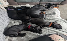 Mixed Breed dogs for sale: Doxie-Dales ready now - Image 32
