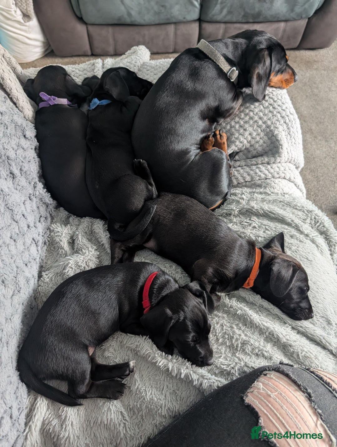 Mixed Breed dogs for sale: Doxie-Dales ready now - Image 32