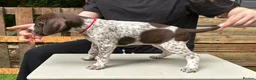 German Shorthaired Pointer dogs for sale: KC Reg GSP Pups (5 LEFT!) - Advert 22