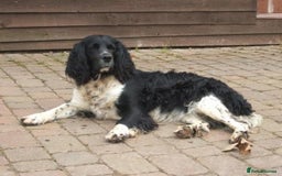 English Springer Spaniel dogs for sale: Springer Spaniel Puppies for sale  - Image 29