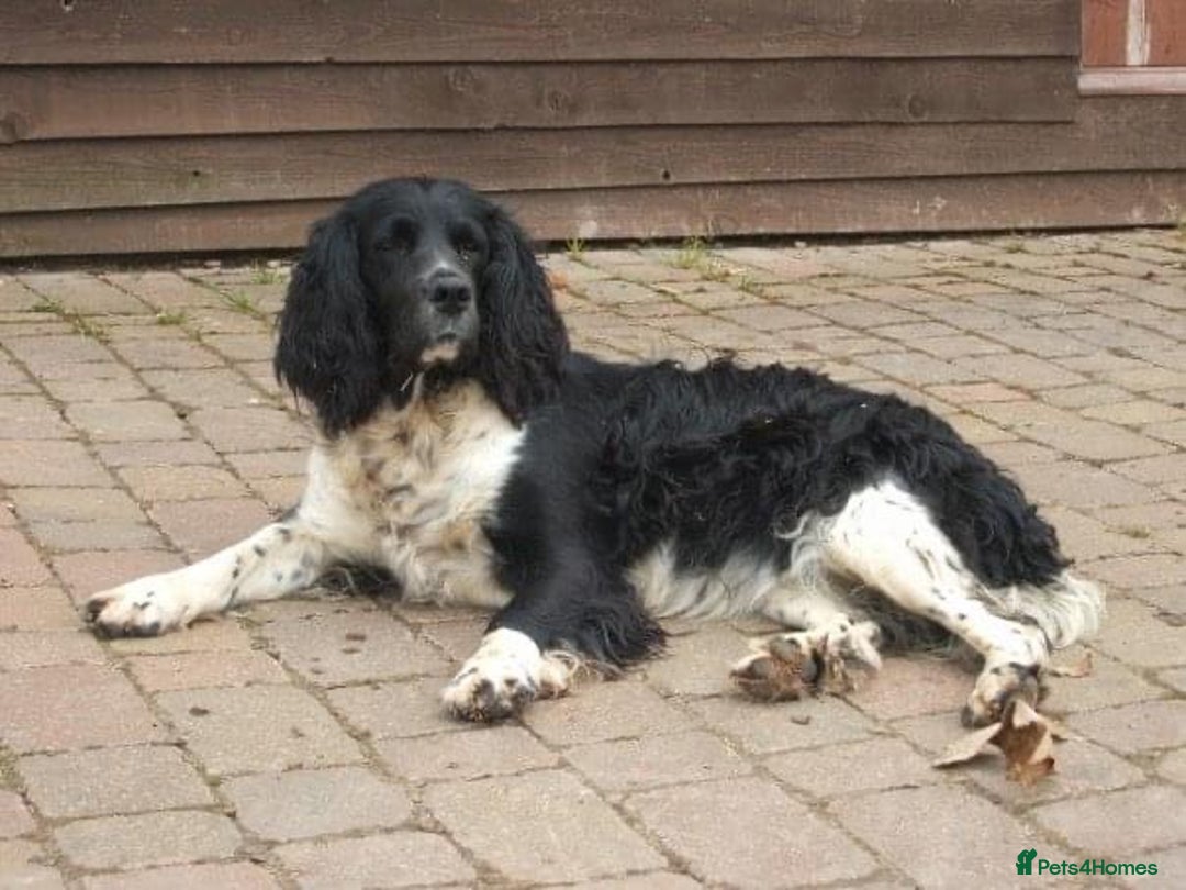 English Springer Spaniel dogs for sale: Springer Spaniel Puppies for sale  - Image 29