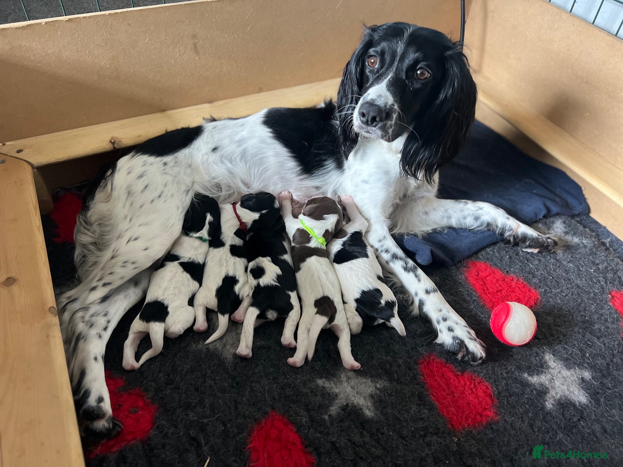 English Springer Spaniel dogs 5 KC Reg English springer spaniel puppies  - Advert 2