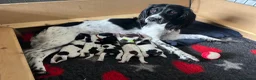 English Springer Spaniel dogs for sale: 5 KC Reg English springer spaniel puppies  - Advert 1
