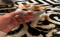 Mixed Breed cats for sale: Beautiful kittens for sale - Image 1