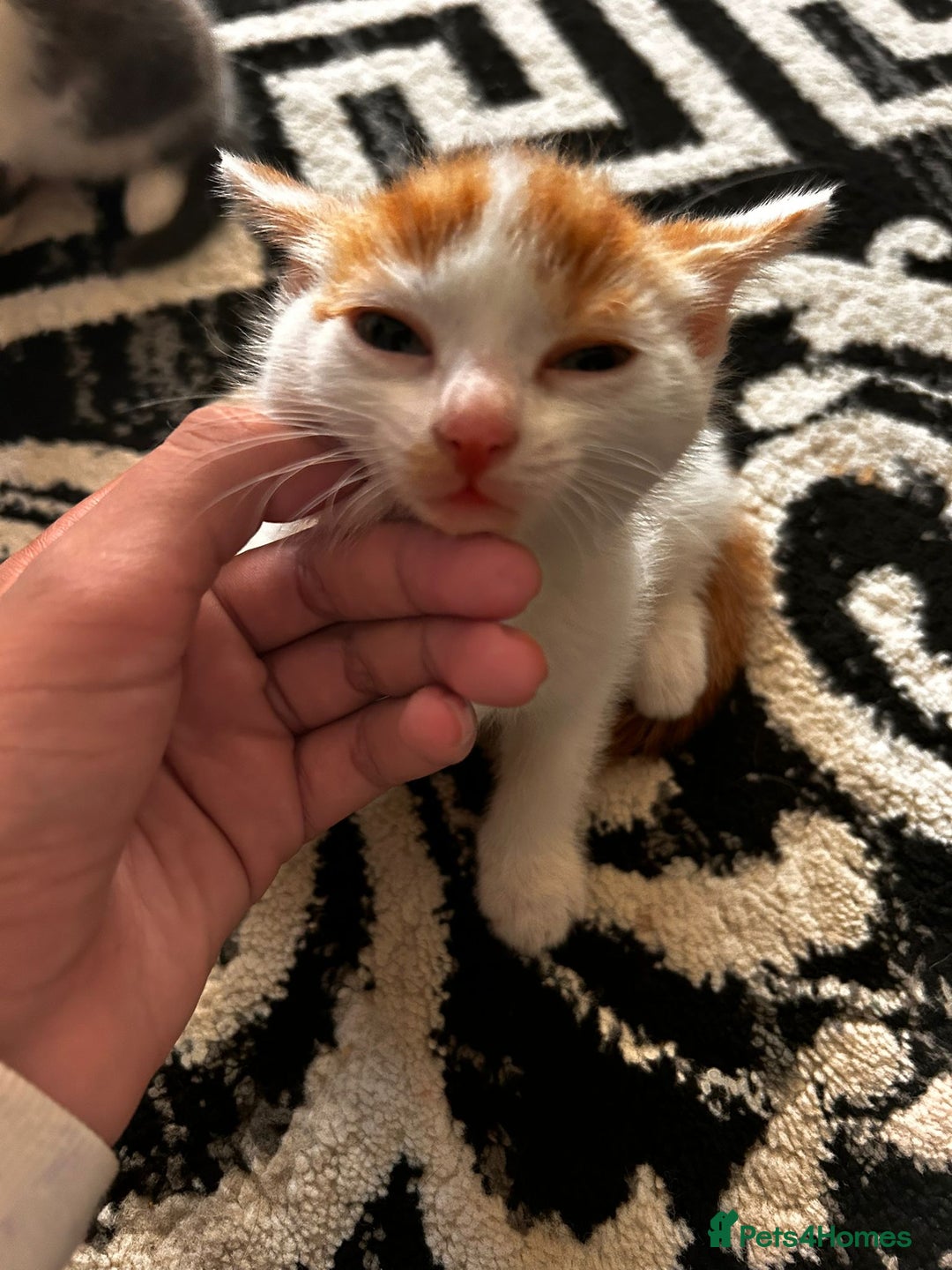 Mixed Breed cats for sale: Beautiful kittens for sale - Image 1
