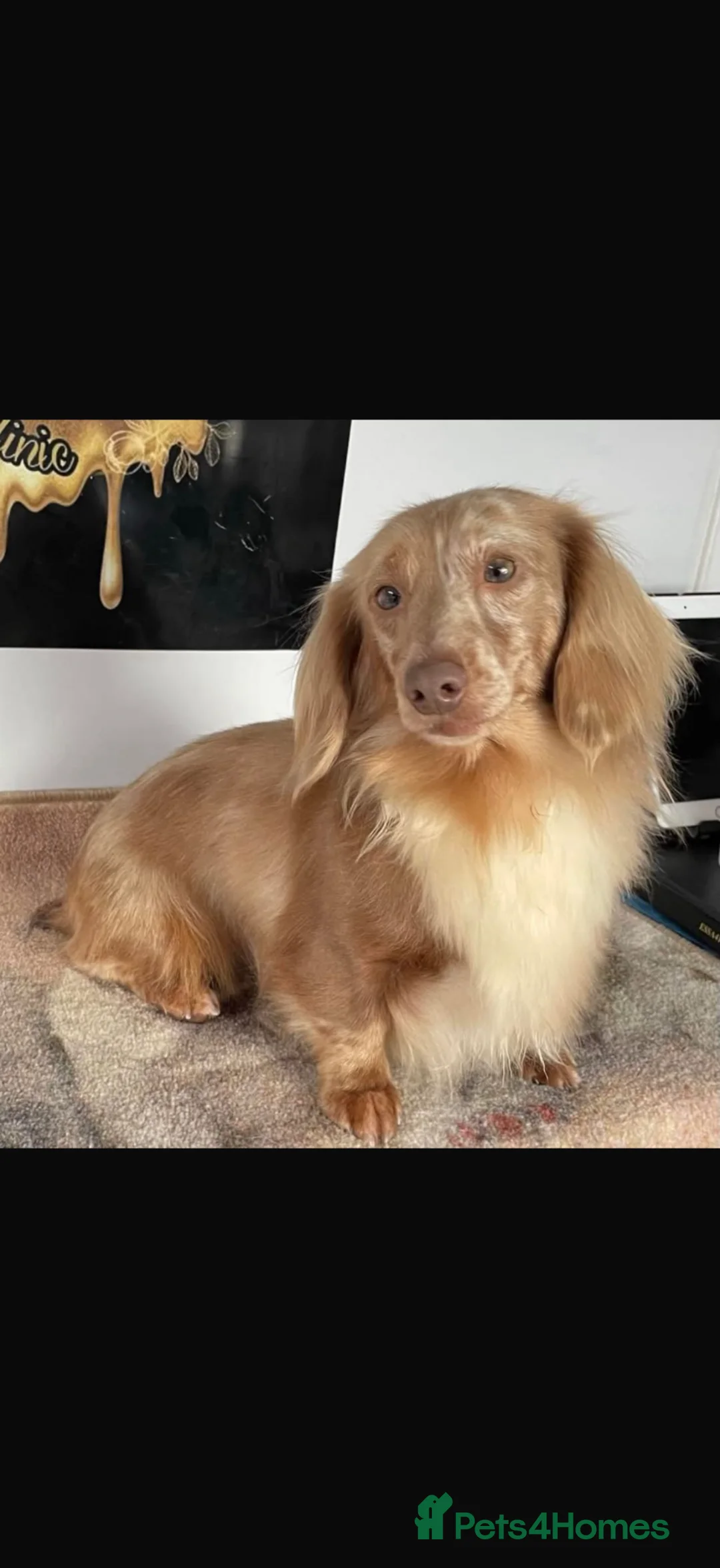 Miniature Dachshund dogs for sale: Beautiful male minature dachshund 5.5 months old  in Romney Marsh - Advert 7