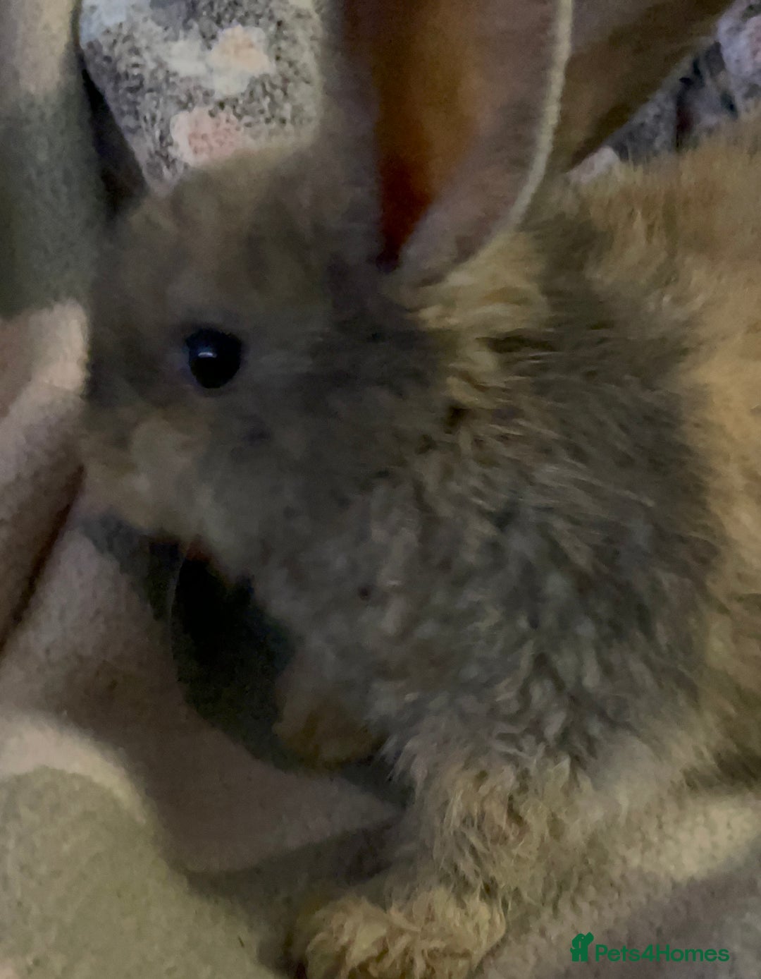 Lionhead rabbits for sale: bunnies - Advert 18