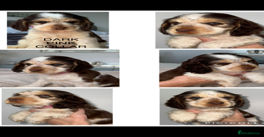 Cocker Spaniel dogs - Advert 2