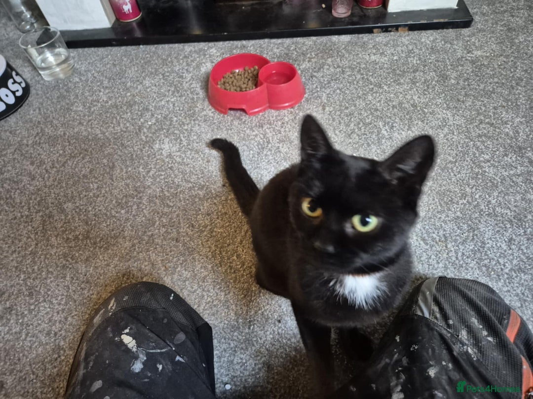 Mixed Breed cats for sale: Bonnie girl  - Image 5