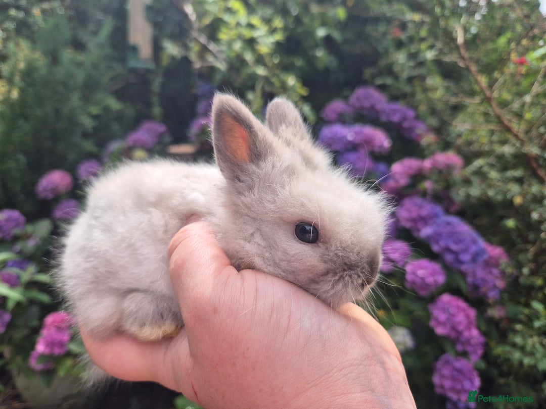 Angora rabbits for sale: 🧡Teddydwerg babies- Imported parents🧡 - Image 4