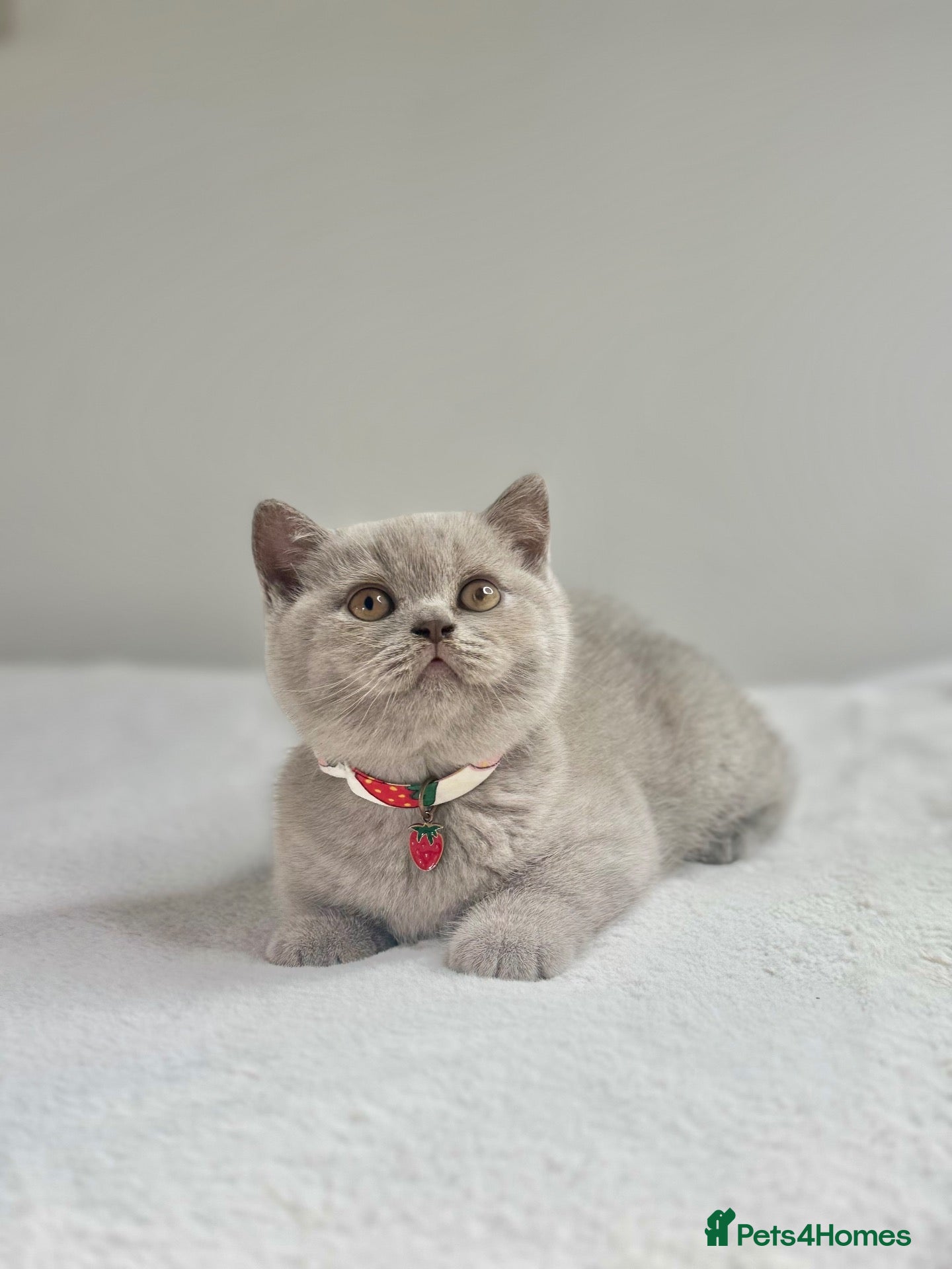 Scottish Fold cats Scottish fold - Advert 1