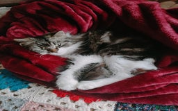 Persian cats for sale: 4 Mixed Persian Kittens - Image 8