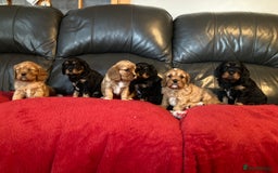 Cavalier King Charles Spaniel dogs for sale: Stunning ruby and black & tan puppies - Image 8