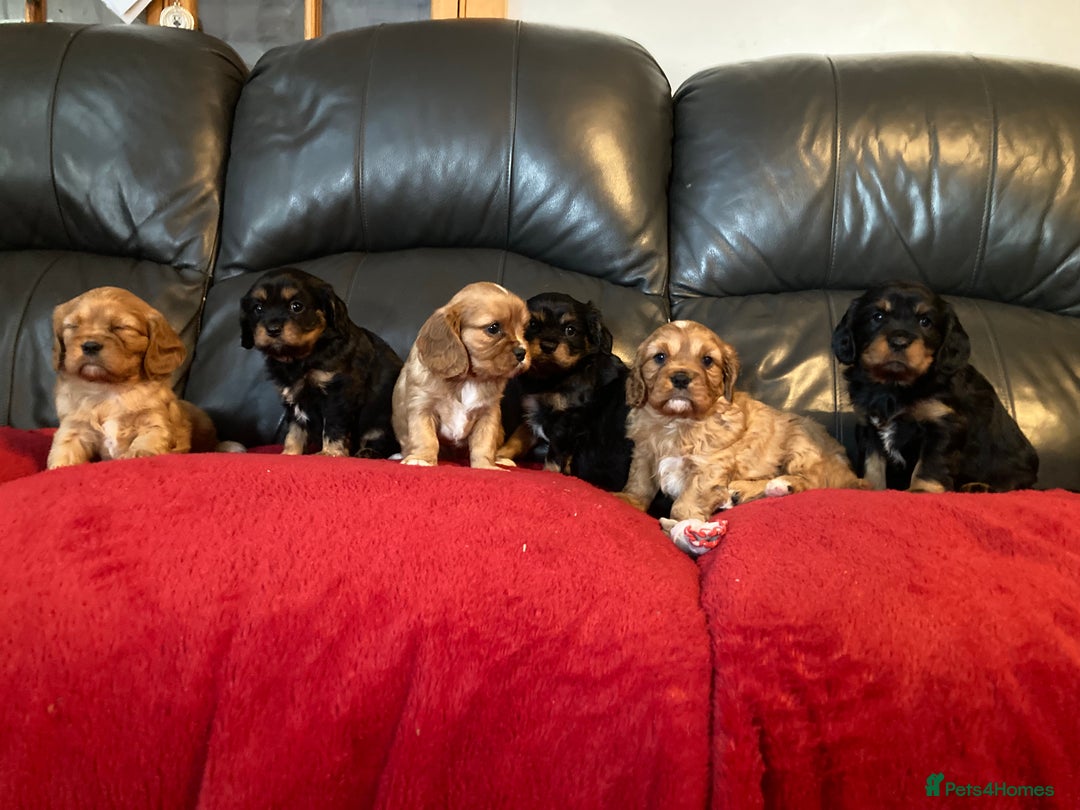 Cavalier King Charles Spaniel dogs for sale: Stunning ruby and black & tan puppies - Image 8