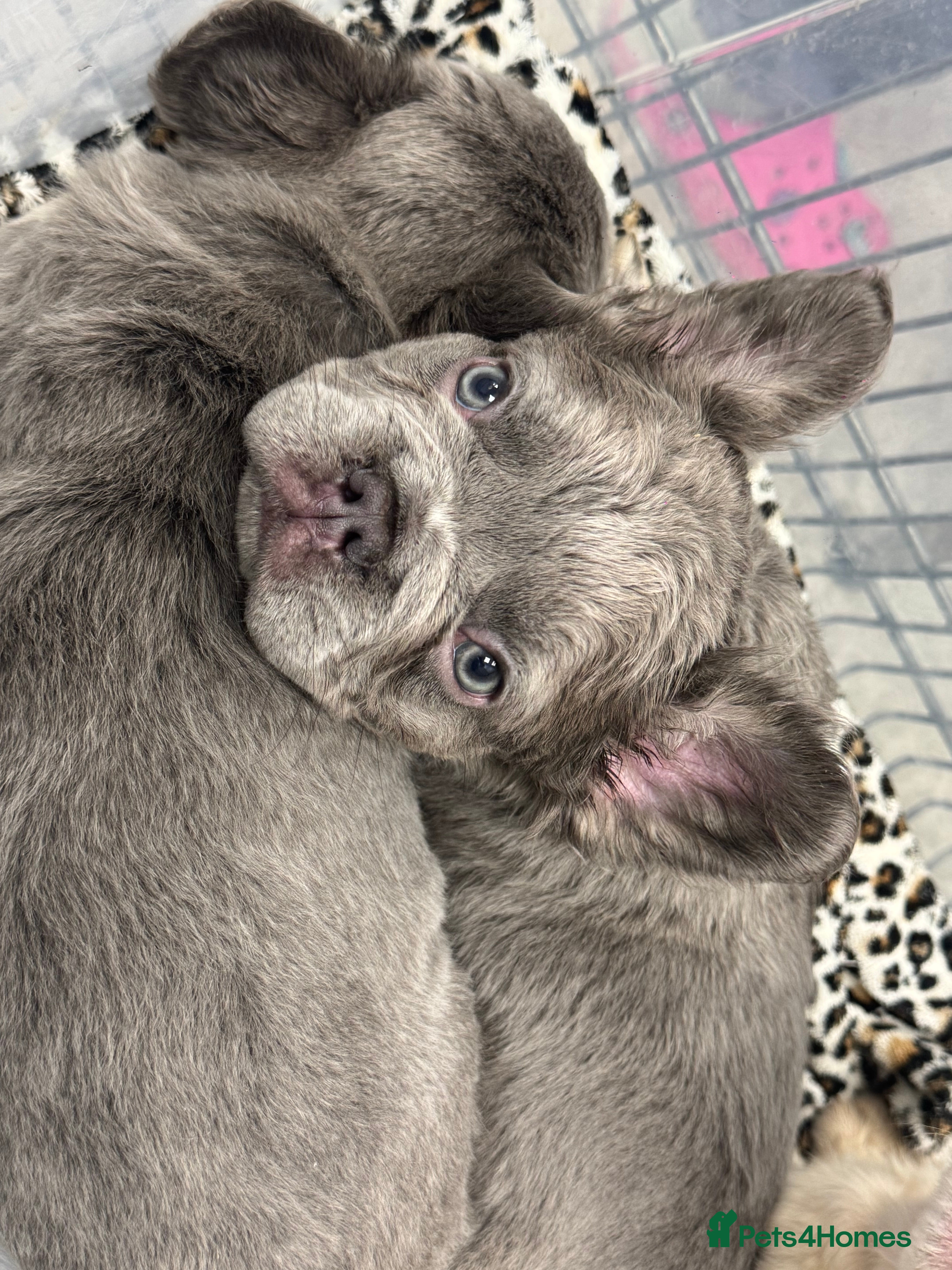 French Bulldog dogs Full fluffy French bulldog male 😍😍lilac tan  - Advert 1