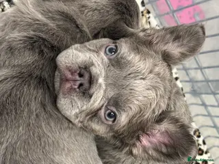 French Bulldog dogs Full fluffy French bulldog male 😍😍lilac tan - Advert 4