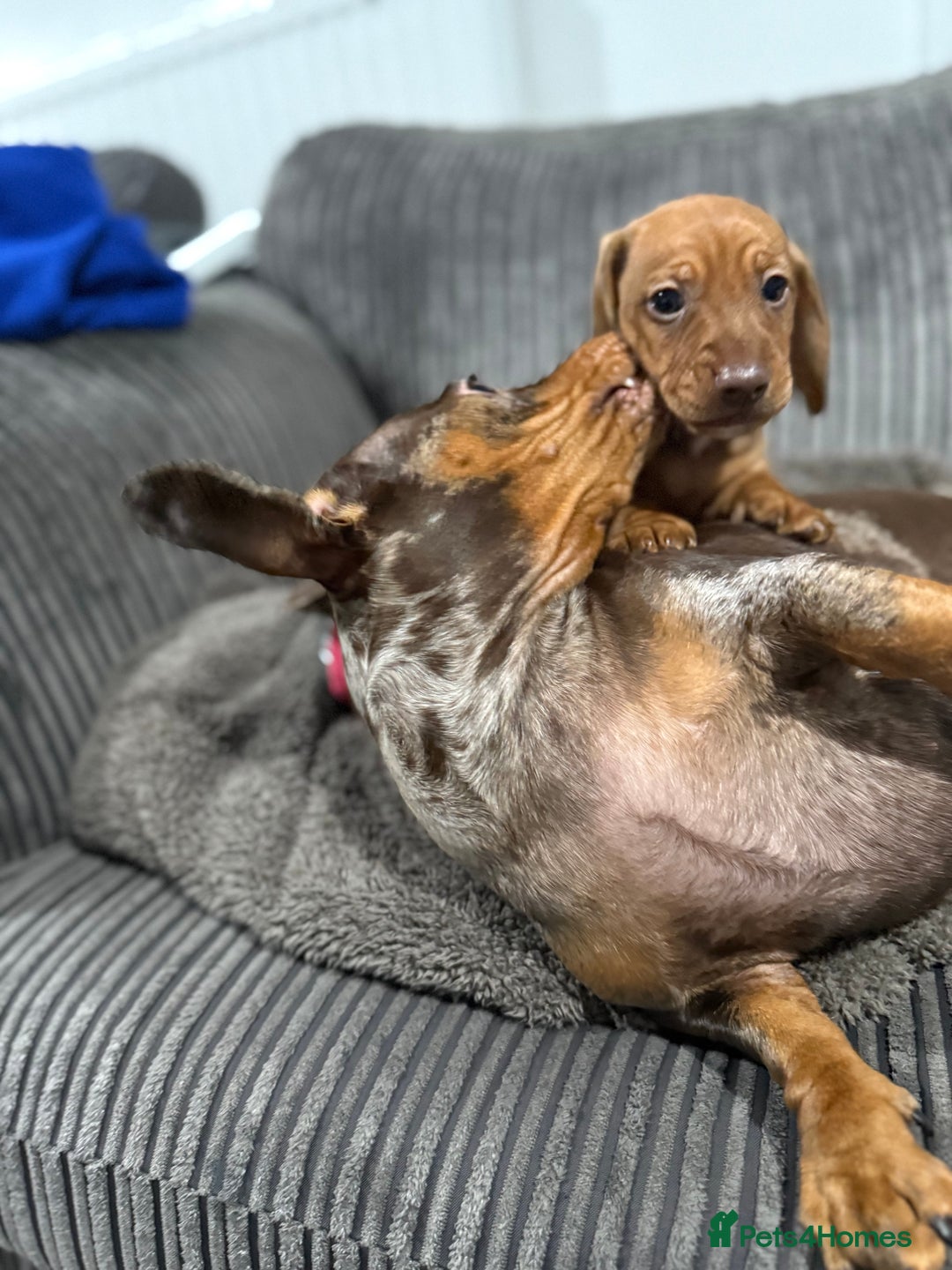 Miniature Dachshund dogs for sale: Miniature dachshund puppies  - Advert 6