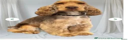 Cockapoo dogs for sale: Stunning F1 Choc Cockapoo’s - Advert 4