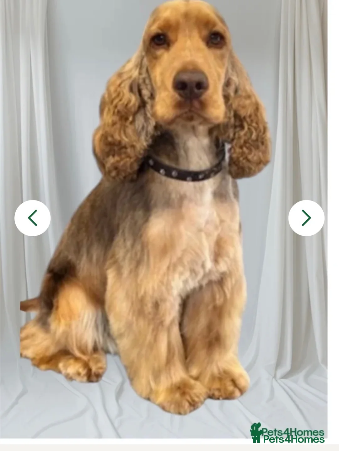 Cockapoo dogs for sale: Stunning F1 Choc Cockapoo’s - Advert 4