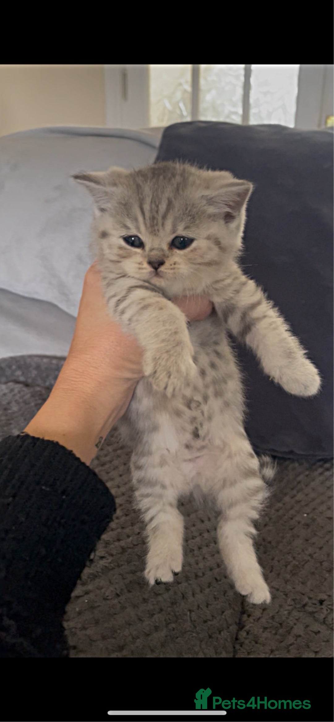 British Shorthair cats for sale: Beautiful GCCF reg BSH female kitten  - Advert 4