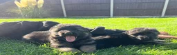 German Shepherd dogs for sale: Outstanding KC long haired german shepherd pups - Advert 7
