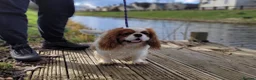 Cavalier King Charles Spaniel dogs for stud: Beautiful extensively health tested Cavalier Stud  in Wisbech - Advert 10