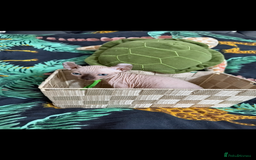 Sphynx cats for sale: Bald, bold elf blue eyes kittens  - Image 32