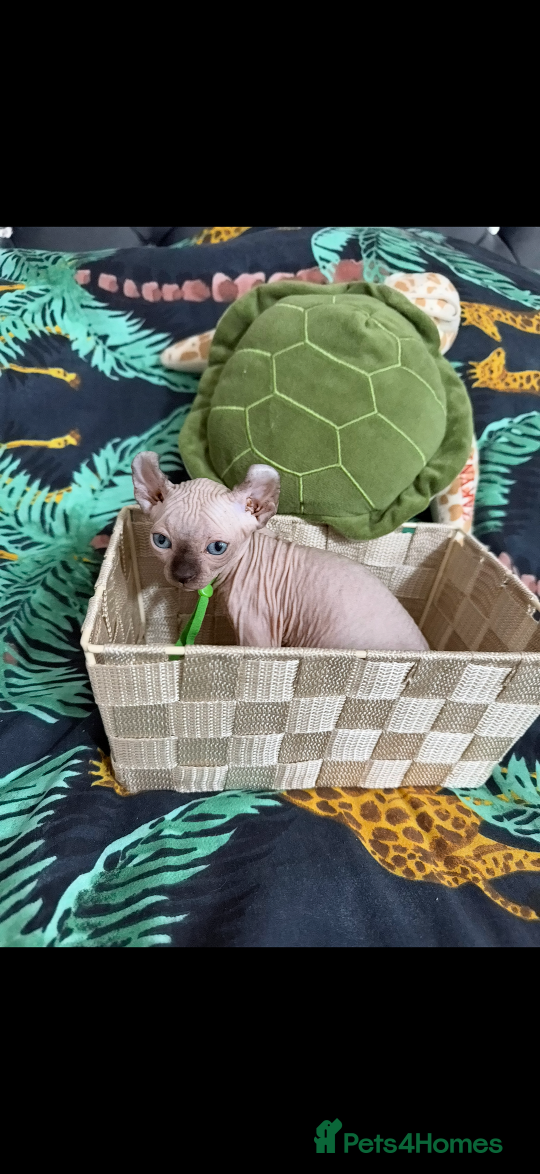 Sphynx cats for sale: Bald, bold elf blue eyes kittens  - Image 32