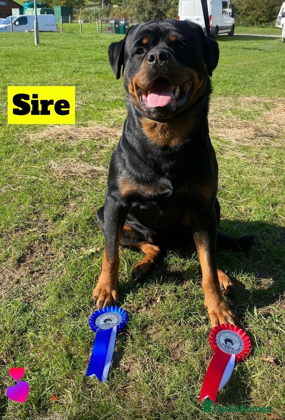Rottweiler dogs for sale: Beautiful KC Rottweiler puppies - Image 5