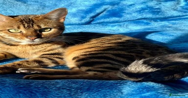 Bengal cats - Advert 7