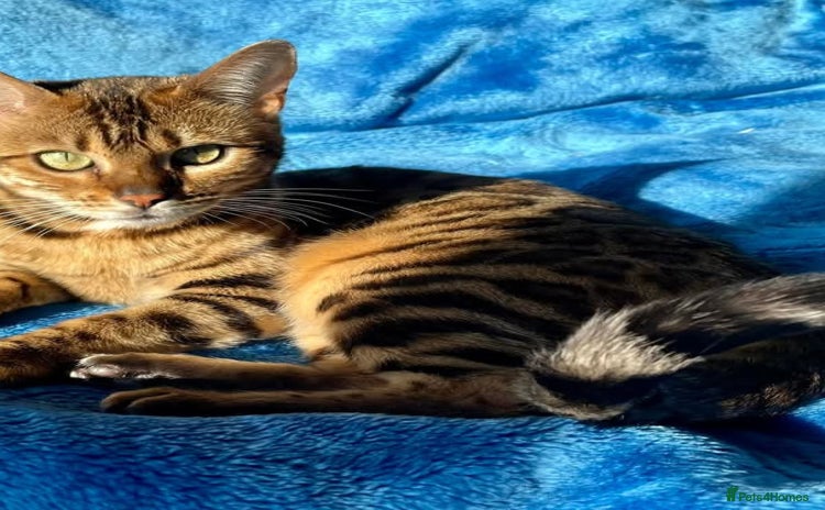 Bengal cats - Advert 1