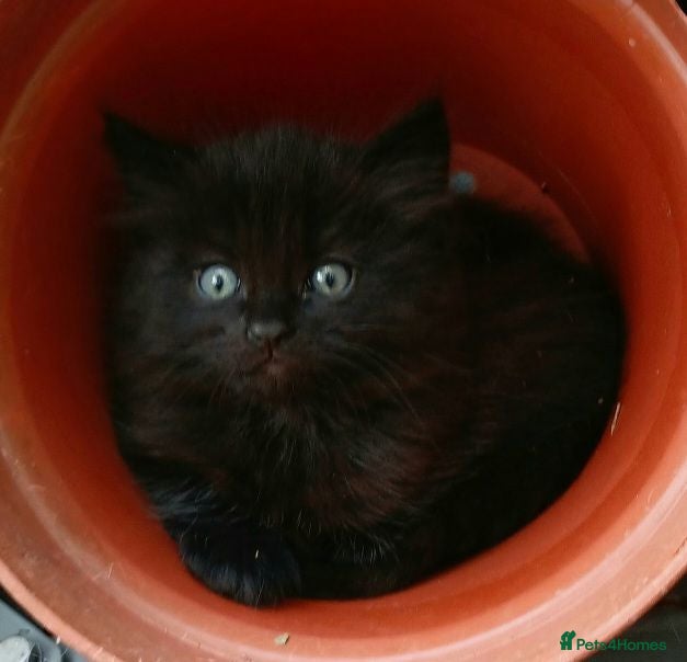 British Shorthair cats 1 left black cute female - Advert 1