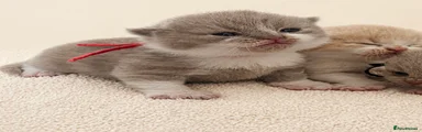 British Shorthair Kitten 3