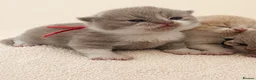 British Shorthair cats for sale: 🏆 CHAMPION SIRED BRITISH SHORTHAIR KITTENS 🏆  - Advert 2