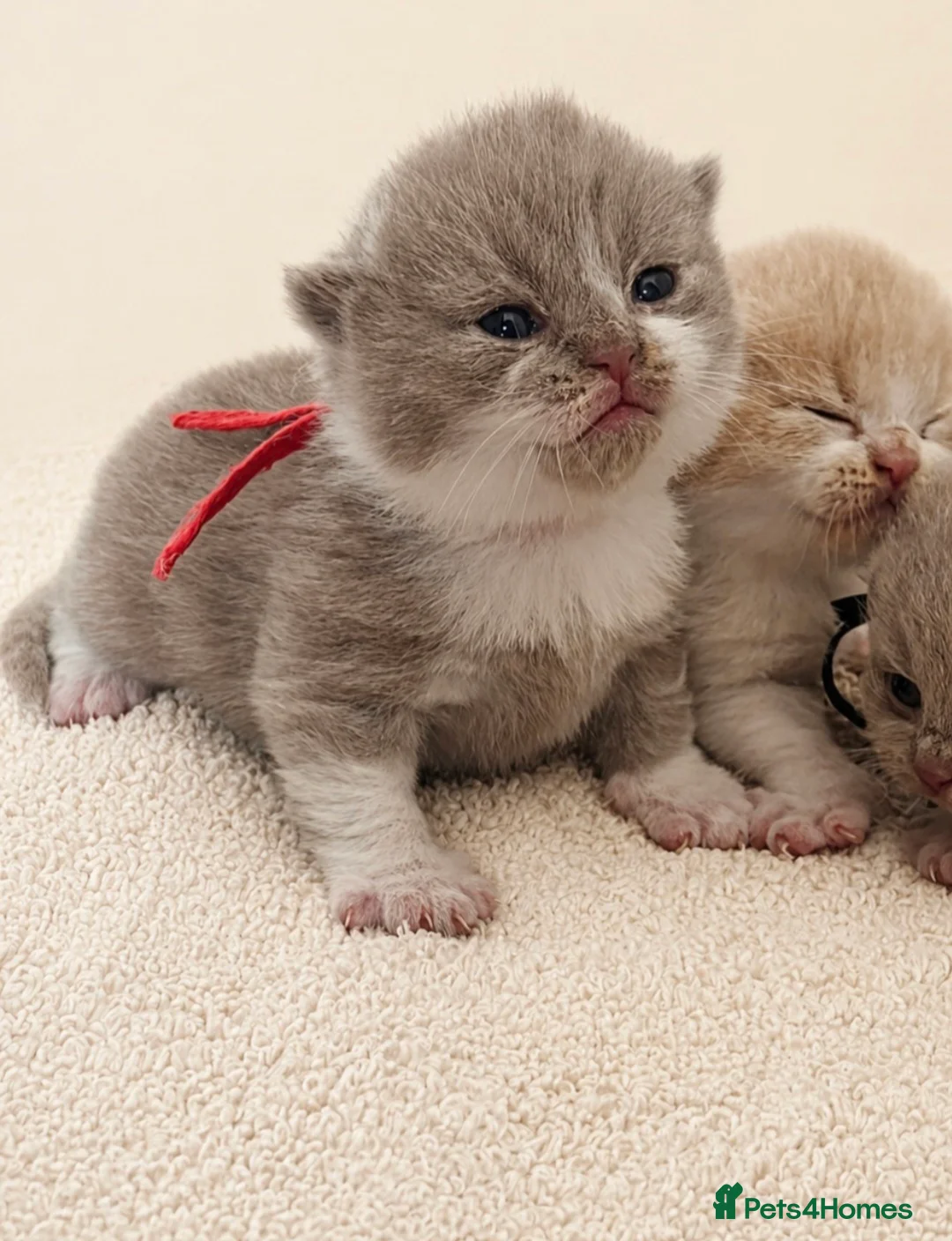British Shorthair cats for sale: 🏆 CHAMPION SIRED BRITISH SHORTHAIR KITTENS 🏆  - Advert 2