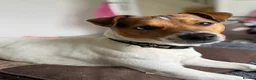 Jack Russell dogs for stud: Jack russell Stud in Salisbury - Advert 5