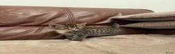 Mixed Breed cats for sale: Beautiful kittens  - Advert 9