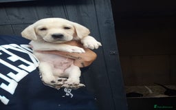 Labrador Retriever dogs for sale: KC Registered Labrador pups  - Image 2