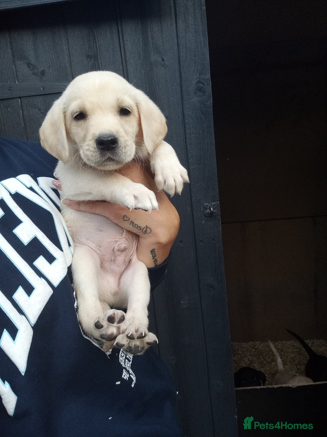 Labrador Retriever dogs for sale: KC Registered Labrador pups  - Image 2