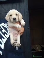 Labrador Retriever dogs - Advert 3