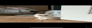 British Shorthair 3