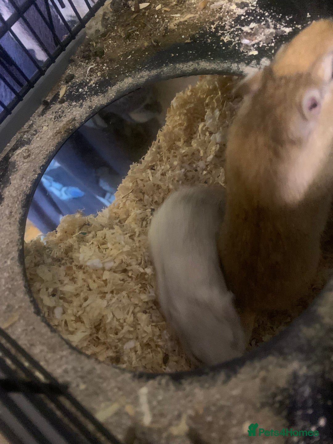 Gerbil rodents for sale: 3 male gerbils - Image 22