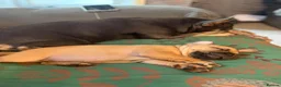 French Bulldog dogs for sale: 1 super French bulldog  - Advert 11