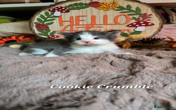 Maine Coon cats for sale: Stunning Xl Mainecoon Kittens  - Image 10