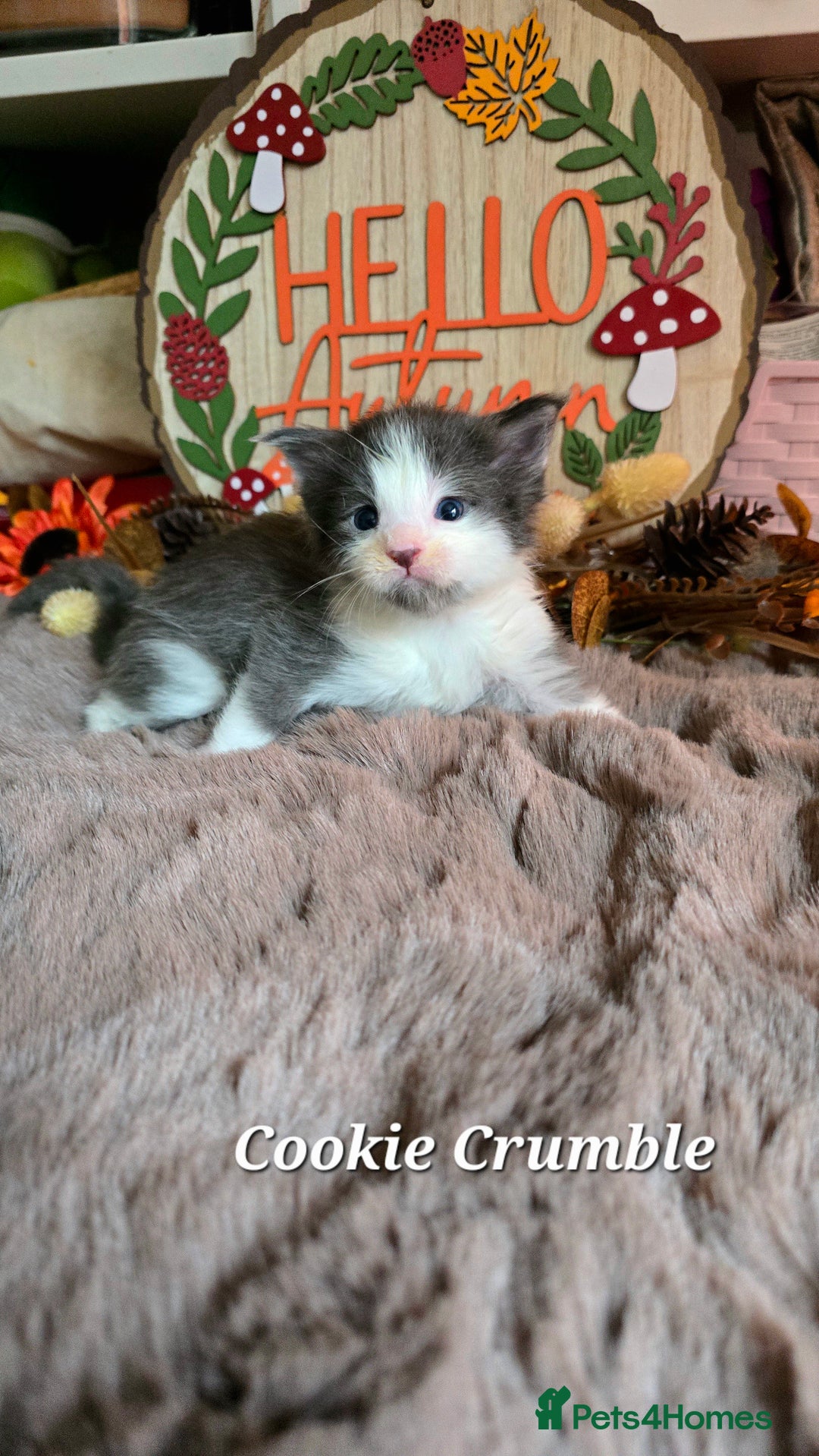 Maine Coon cats for sale: Stunning Xl Mainecoon Kittens  - Image 10