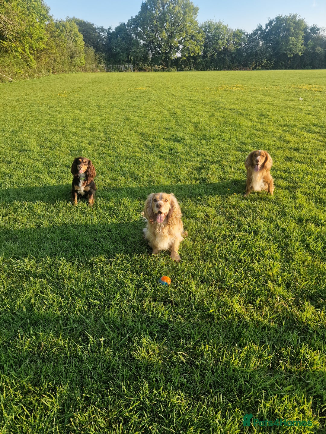 Cocker Spaniel dogs for stud: PROVEN STUD DOG HEALTH TESTED in Ingatestone - Image 3