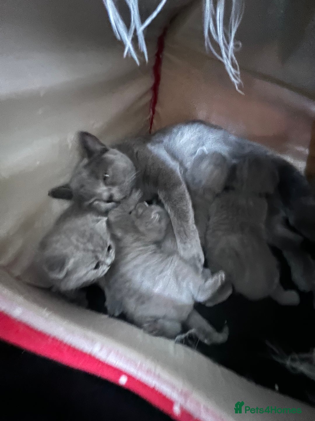 British Shorthair cats for sale: British shorthair  - Image 7