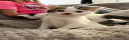 Mixed Breed cats for sale: Beautiful Long-Haired Crossbreed Kittens  - Advert 13